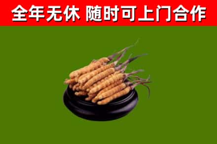 振兴回收散虫草
