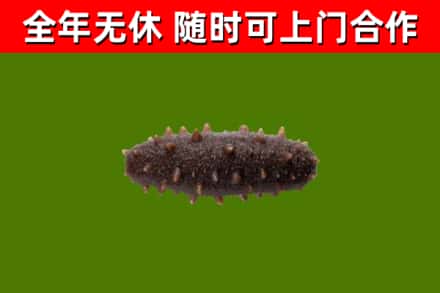振兴回收海参干